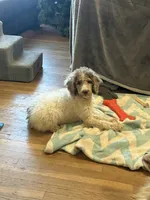 Tiffany- Merle Parti Female 1, a female Goldendoodle for sale in Lawton, OK – 6 of 6