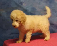 Tiffany - Cream Parti Female, a female Goldendoodle for sale in Lawton, OK – 3 of 7