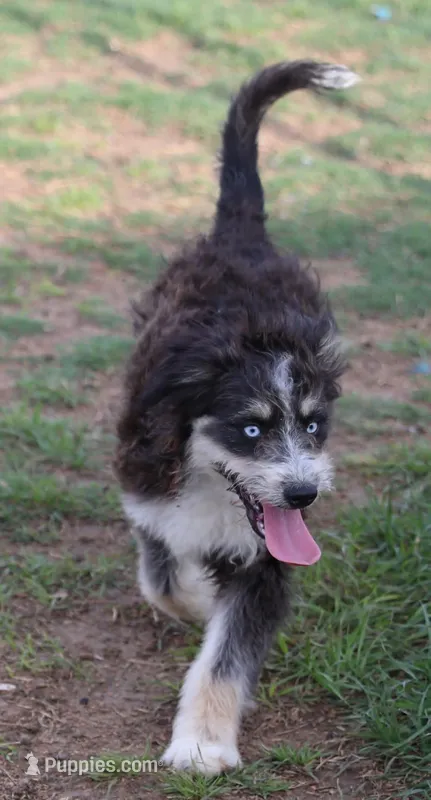 Briley -  Black Tri Female 1 – Miniature Aussiedoodle puppy for sale in Lawton, OK