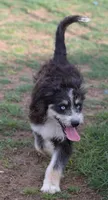 Briley -  Black Tri Female 1, a female Miniature Aussiedoodle for sale in Lawton, OK – 2 of 9