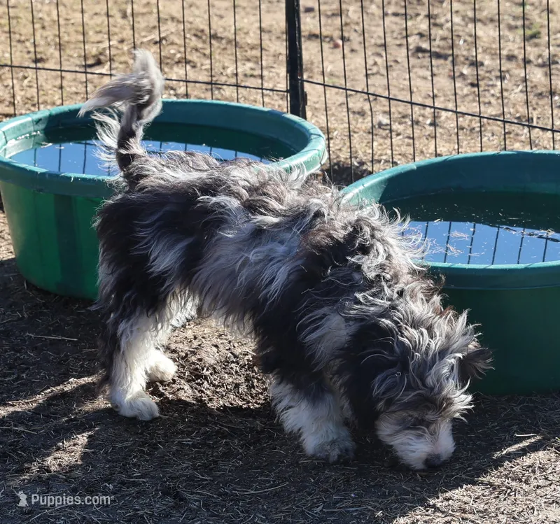 Belle - Blue Merle Female