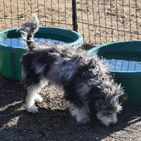 Belle - Blue Merle Female, a female Miniature Bernedoodle for sale in Lawton, OK – Photo 1 of 10