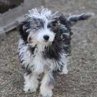 Belle - Blue Merle Female, a female Miniature Bernedoodle for sale in Lawton, OK – Photo 5 of 10