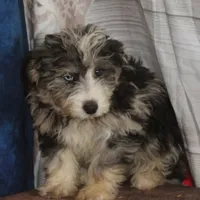 Belle - Blue Merle Female, a female Miniature Bernedoodle for sale in Lawton, OK – Photo 6 of 10