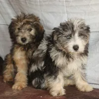 Belle - Blue Merle Female, a female Miniature Bernedoodle for sale in Lawton, OK – Photo 10 of 10