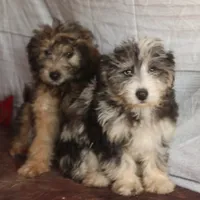 Belle - Blue Merle Female, a female Miniature Bernedoodle for sale in Lawton, OK – Photo 7 of 10
