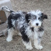 Belle - Blue Merle Female, a female Miniature Bernedoodle for sale in Lawton, OK – Photo 2 of 10