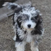 Belle - Blue Merle Female, a female Miniature Bernedoodle for sale in Lawton, OK – Photo 3 of 10