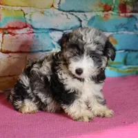 Belle - Blue Merle Female, a female Miniature Bernedoodle for sale in Lawton, OK – Photo 8 of 10