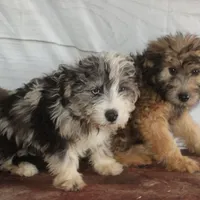 Belle - Blue Merle Female, a female Miniature Bernedoodle for sale in Lawton, OK – Photo 9 of 10
