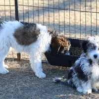 Belle - Blue Merle Female, a female Miniature Bernedoodle for sale in Lawton, OK – Photo 4 of 10