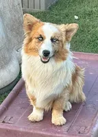 Dally - Red Merle Male, a male Pembroke Welsh Corgi and Miniature Australian Shepherd for sale in Lawton, OK – 7 of 10