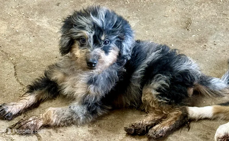 Freckles - Blue Merle Male 1 – Miniature Aussiedoodle puppy for sale in Lawton, OK