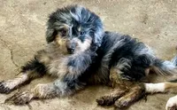 Freckles - Blue Merle Male 1, a male Miniature Aussiedoodle for sale in Lawton, OK – 2 of 10