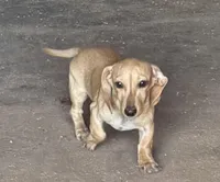 Audi - Cream Female, a female Miniature Dachshund for sale in Lawton, OK – 7 of 7
