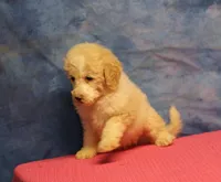 Tiffany - Cream Parti Female, a female Goldendoodle for sale in Lawton, OK – 6 of 7