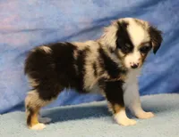 Tiny Tot - Blue Merle Male, a male Toy Australian Shepherd for sale in Lawton, OK – 7 of 10