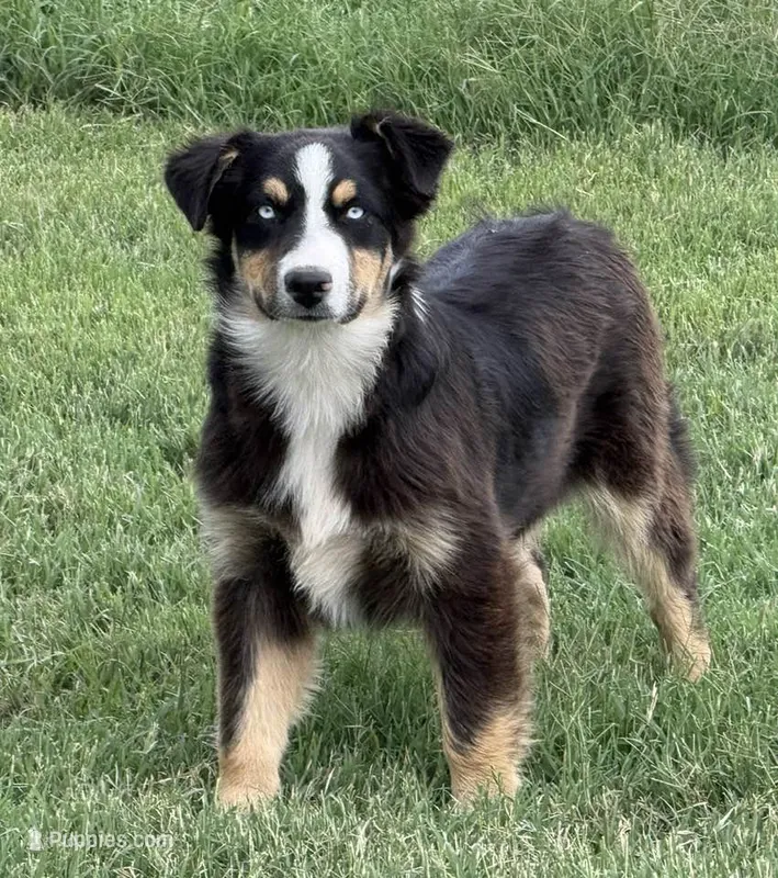 Stormi - Black Tri Male – Miniature Australian Shepherd puppy for sale in Lawton, OK