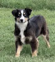 Stormi - Black Tri Male, a male Miniature Australian Shepherd for sale in Lawton, OK – 1 of 7