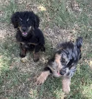 Freckles - Black Phantom Female, a female Miniature Aussiedoodle for sale in Lawton, OK – 7 of 9