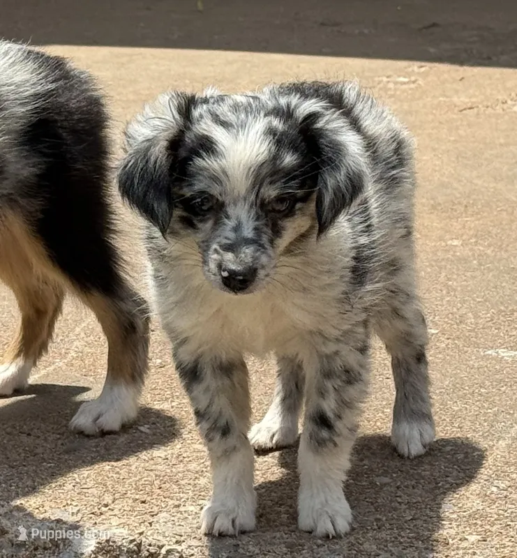 Tiny Tot - Blue Merle Female – Toy Australian Shepherd puppy for sale in Lawton, OK