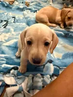 Audi - Light Cream Male, a male Miniature Dachshund for sale in Lawton, OK – 4 of 4