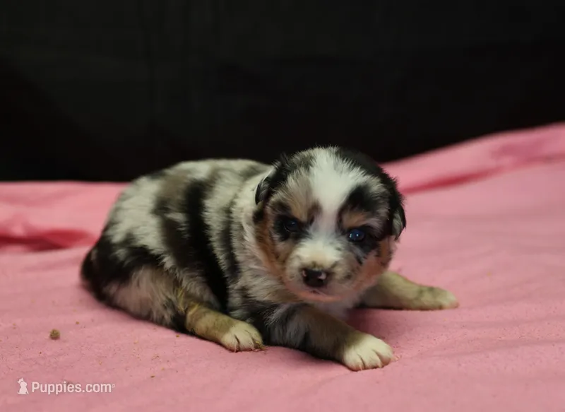 Oakley - Blue Merle Female 2 – Miniature Australian Shepherd puppy for sale in Lawton, OK
