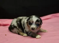 Oakley - Blue Merle Female 2, a female Miniature Australian Shepherd for sale in Lawton, OK – Photo 1 of 10