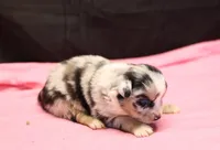 Oakley - Blue Merle Female 2, a female Miniature Australian Shepherd for sale in Lawton, OK – Photo 6 of 10