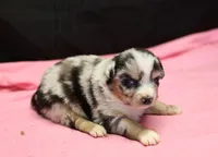 Oakley - Blue Merle Female 2, a female Miniature Australian Shepherd for sale in Lawton, OK – Photo 7 of 10