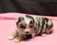 Oakley - Blue Merle Female 2, a female Miniature Australian Shepherd for sale in Lawton, OK – Photo 5 of 10
