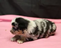 Oakley - Blue Merle Female 2, a female Miniature Australian Shepherd for sale in Lawton, OK – Photo 10 of 10