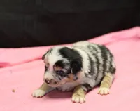 Oakley - Blue Merle Female 2, a female Miniature Australian Shepherd for sale in Lawton, OK – Photo 2 of 10