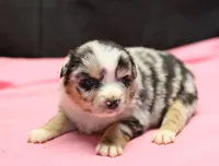 Oakley - Blue Merle Female 2, a female Miniature Australian Shepherd for sale in Lawton, OK – Photo 4 of 10