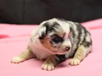 Oakley - Blue Merle Female 2, a female Miniature Australian Shepherd for sale in Lawton, OK – Photo 9 of 10