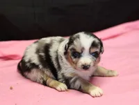 Oakley - Blue Merle Female 2, a female Miniature Australian Shepherd for sale in Lawton, OK – Photo 8 of 10