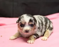 Oakley - Blue Merle Female 2, a female Miniature Australian Shepherd for sale in Lawton, OK – Photo 3 of 10