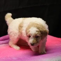 Zoe - Apricot Parti Female 2, a female Bernedoodle for sale in Lawton, OK – Photo 9 of 10