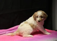 processed/36180fa9-48bf-43b5-bd6c-12d254bd4cc7/listing/f7787f40-59e8-4949-8d12-122a23bce06c/2cc96923-4b2a-48d1-b18f-666e41bf6fb3