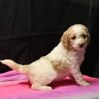Zoe - Apricot Parti Female 2, a female Bernedoodle for sale in Lawton, OK – Photo 7 of 10