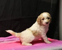 processed/36180fa9-48bf-43b5-bd6c-12d254bd4cc7/listing/f7787f40-59e8-4949-8d12-122a23bce06c/498137fe-f73f-4121-8fb8-e8b1314e7519