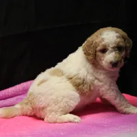 Zoe - Apricot Parti Female 2, a female Bernedoodle for sale in Lawton, OK – Photo 3 of 10