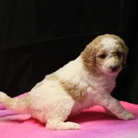 Zoe - Apricot Parti Female 2, a female Bernedoodle for sale in Lawton, OK – Photo 10 of 10