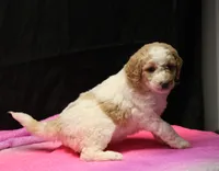 processed/36180fa9-48bf-43b5-bd6c-12d254bd4cc7/listing/f7787f40-59e8-4949-8d12-122a23bce06c/86ee38be-f570-4a6b-9cfe-883cea79a6ff