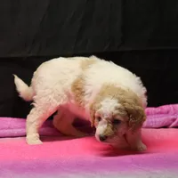 Zoe - Apricot Parti Female 2, a female Bernedoodle for sale in Lawton, OK – Photo 4 of 10