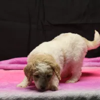 Zoe - Apricot Parti Female 2, a female Bernedoodle for sale in Lawton, OK – Photo 6 of 10