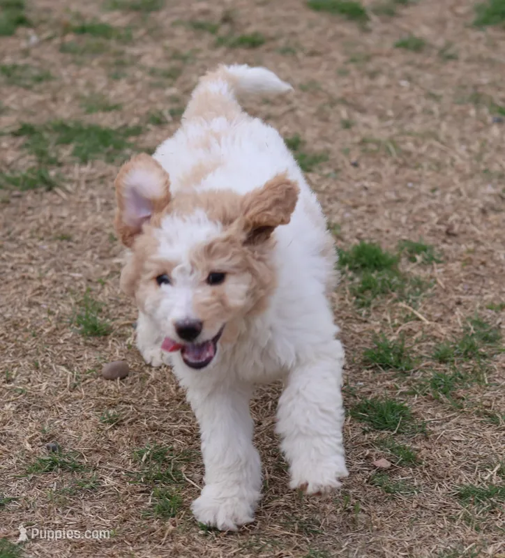 Zoe - Apricot Parti Female 2 – Bernedoodle puppy for sale in Lawton, OK