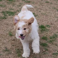 Zoe - Apricot Parti Female 2, a female Bernedoodle for sale in Lawton, OK – Photo 2 of 10