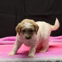 Zoe - Apricot Parti Female 2, a female Bernedoodle for sale in Lawton, OK – Photo 5 of 10