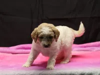 processed/36180fa9-48bf-43b5-bd6c-12d254bd4cc7/listing/f7787f40-59e8-4949-8d12-122a23bce06c/ddf208ae-b898-4a64-9c3b-8729b0d84bef